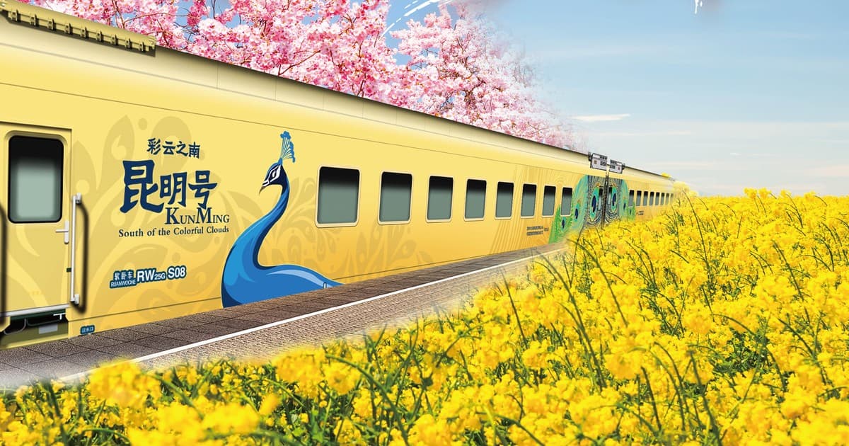 彩雲之南・昆明號金色孔雀塗裝車廂,行經櫻花與油菜花田
